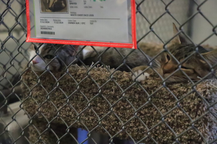A pair of cats up for adoption at the Olathe Animal Shelter on the city's public safety campus on Old Highway 56.