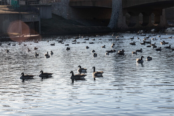 Geese idly float around in Brush Creek in Kansas City, Missouri.