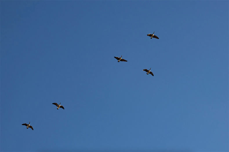 A small flock of geese fly overhead in Kansas City, Missouri. 