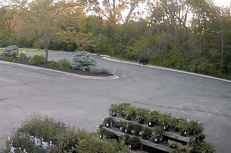 A young black bear was seen walking near and on the Grass Pad property in southern Johnson County.