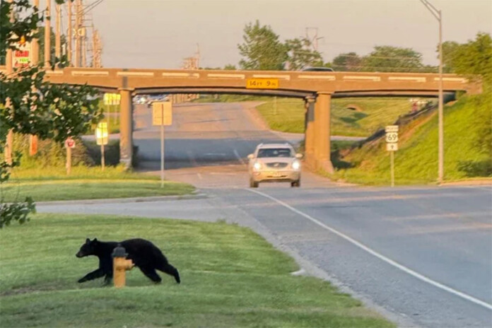 A black bear was spotted in Stilwell near 199th Street and U.S. Highway 69.