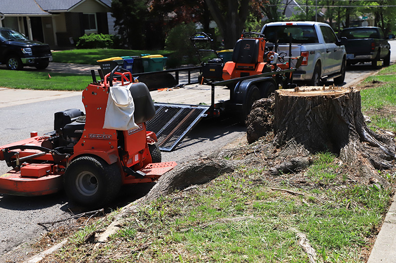 As part of the street reconstruction project, crews have removed some trees that will be affected or in the way.