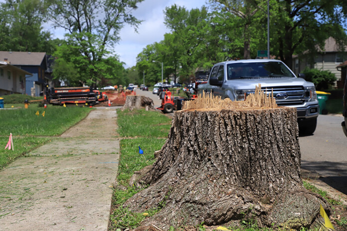 As part of the street reconstruction project, crews have removed some trees that will be affected or in the way.