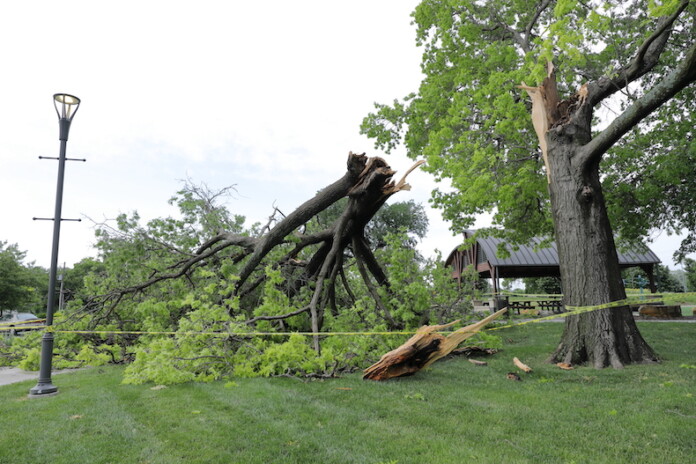 A tree fell down on the campus of the Olathe Community Center.
