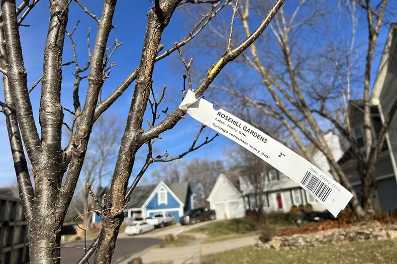 An ivory silk lilac tree was freshly planted in Overland Park's Highcroft neighborhood off of 116th and Quivira in late 2023.