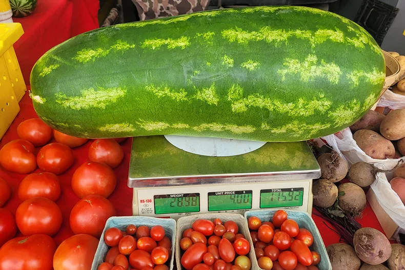 This watermelon from a Kansas farm weighs 28.9 pounds.