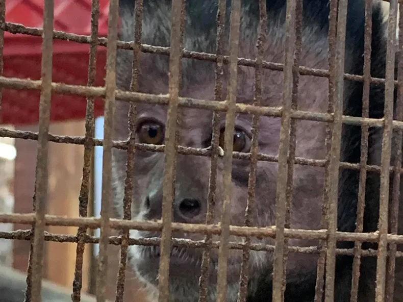 Frankie