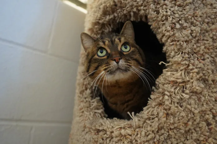 A cat looks up