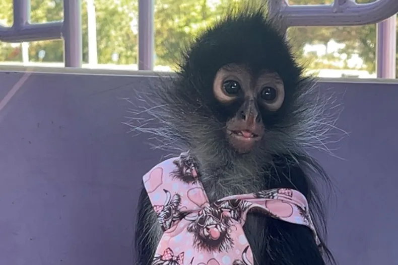 PV allows resident to keep spider monkey under 12 conditions