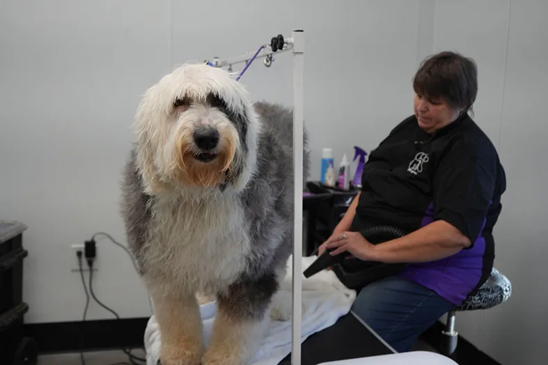 Dog groomer Tracy Jordan works on the back feet of a large dog Feb. 6 at Mellow Fellow.