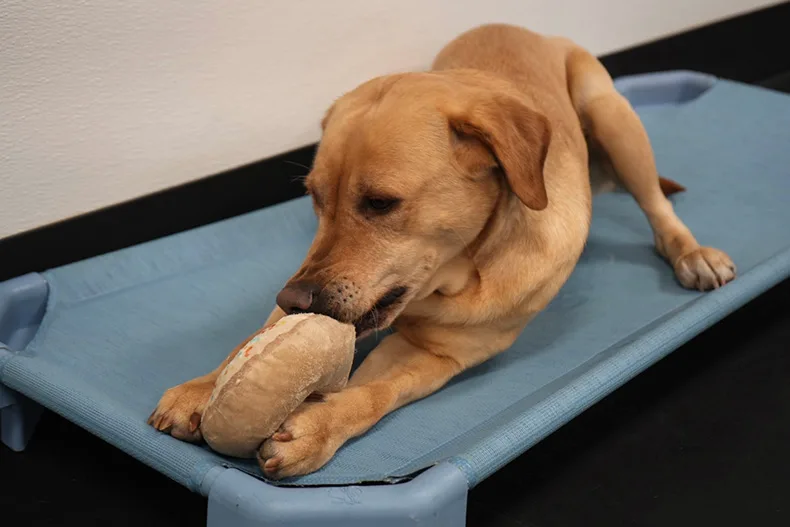 One of the dogs attending Mellow Fellow’s doggy daycare plays with a donut toy.