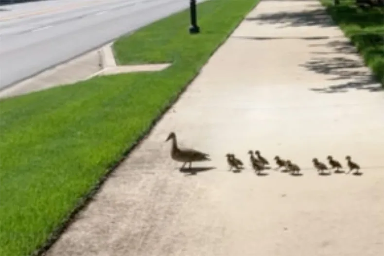 Prairie Village teen captures duck family's nail-biting journey across Mission Road — ‘They're going to make it!'