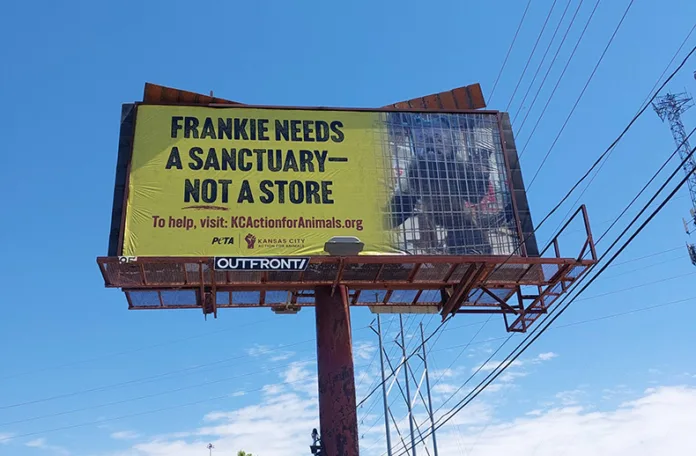 Frankie billboard