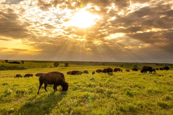 American Bison wander the Kansas Maxwell Prairie Preserve at sunrise.