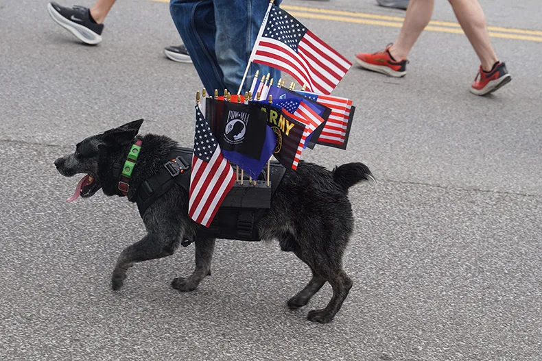 A dog walks in the Old Shawnee Days Parade. Photo credit Andrew Gaug.
