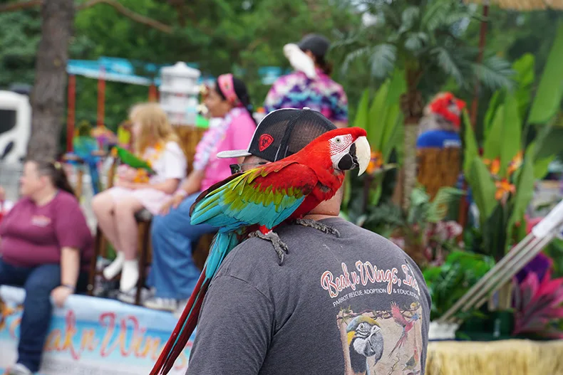 A parrot at the Old Shawnee Days Parade. Photo credit Andrew Gaug.