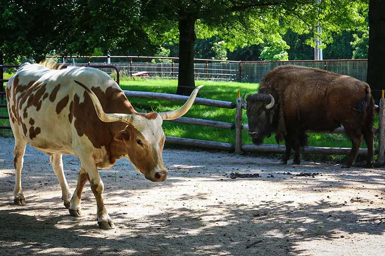 Annie, beloved Texas Longhorn at Deanna Rose, has died