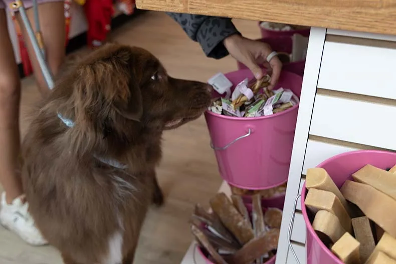 New pet shop in Overland Park grooms dogs one at a time, no kennels