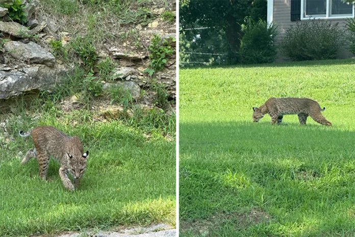 De Soto residents have spotted a bobcat in the neighborhood. Photos from JSCO Animal Control.