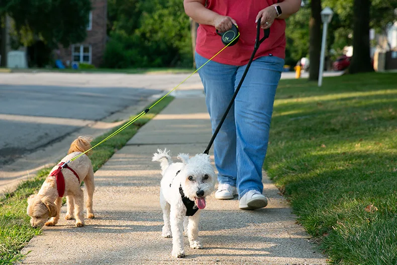 Johnson County cities largely requires dogs to be leashed