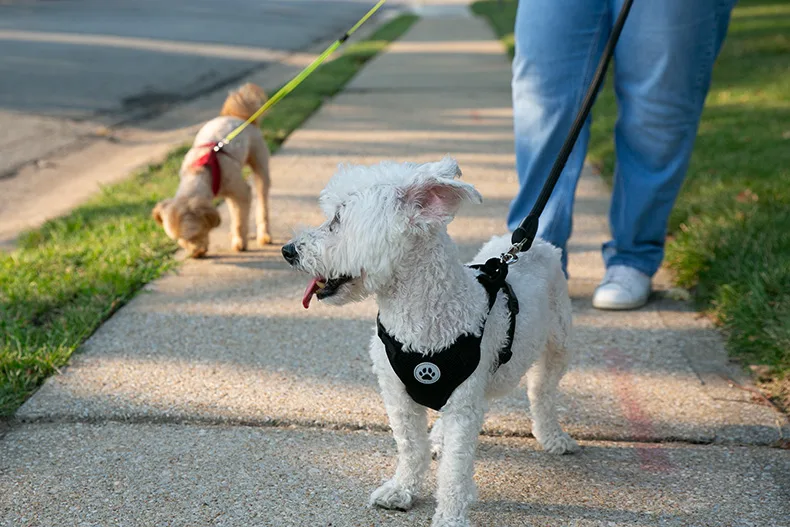 In Mission, a woman uses two separate leashes to walk two small dogs on Monday evening. Photo credit Juliana Garcia. 