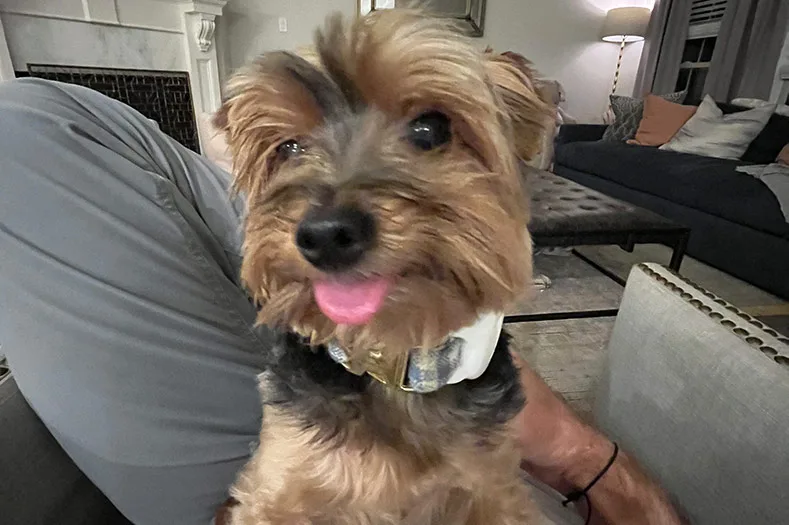 Prairie Village family seeks answers after off-leash dog attack kills family Yorkie