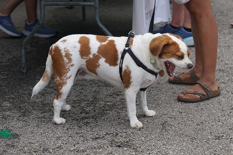 Dog