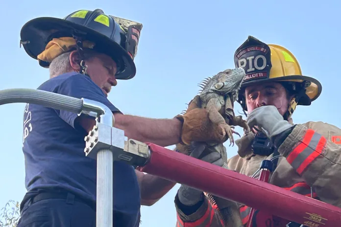 Spring Hill iguana rescue