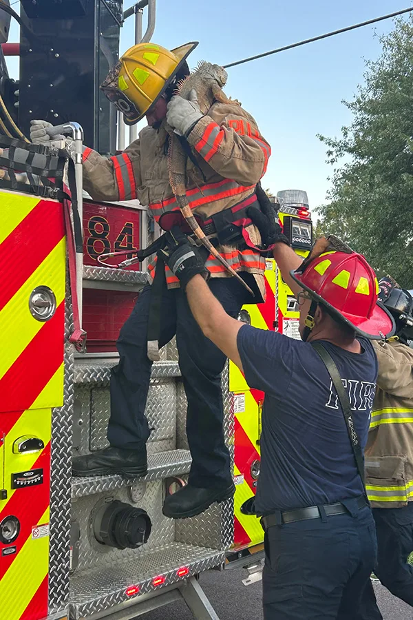 Spring Hill iguana rescue