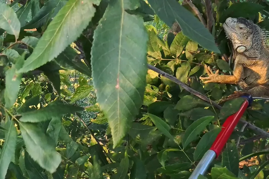 Spring Hill iguana rescue
