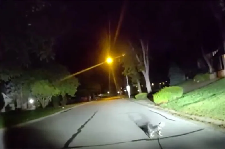 Leawood Lassie? Barking dog leads police to owner in need of medical attention