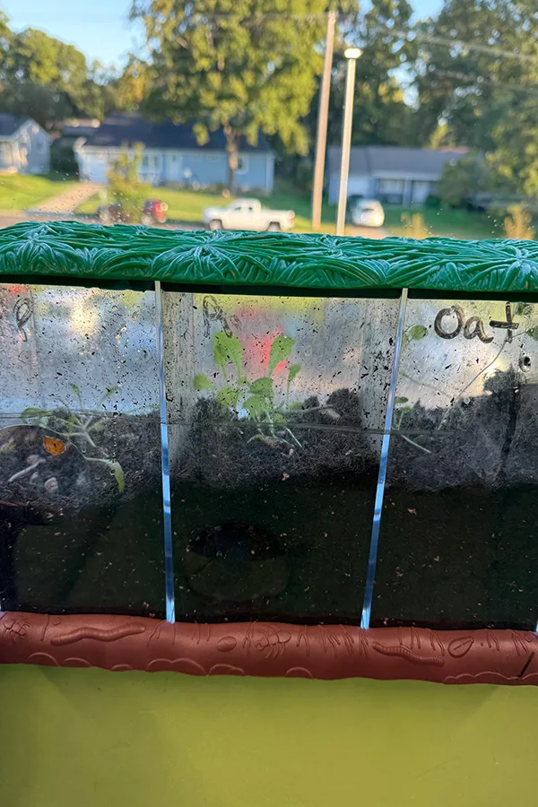 Students have already seen their seeds sprout in the window of their classroom.